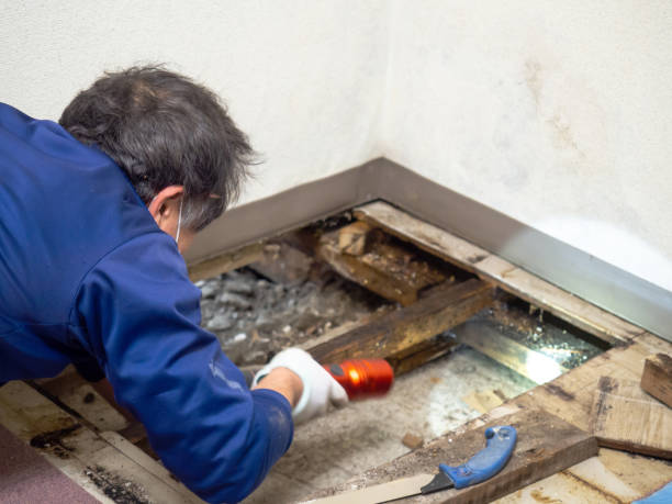 Certified Mold Removal in Sugarcreek, OH