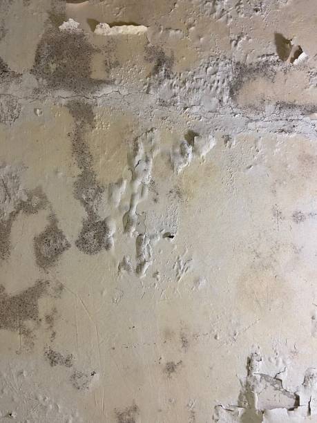 Mold Testing and Removal in Sugarcreek, OH