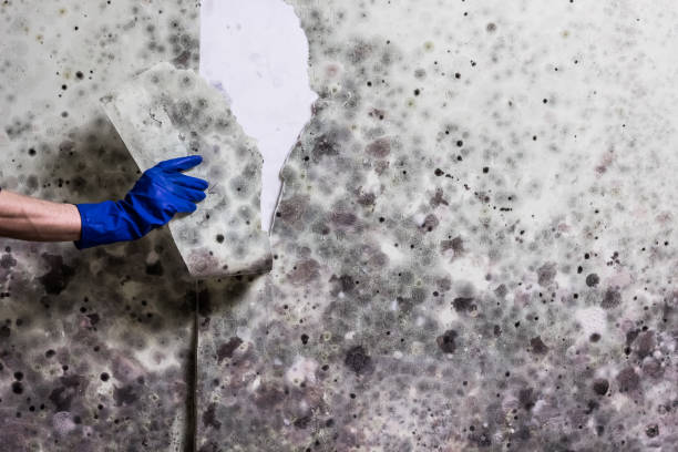 Best Certified Mold Removal  in Sugarcreek, OH