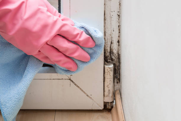 Best Emergency Mold Removal  in Sugarcreek, OH