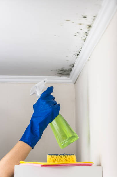 Best Fast Mold Removal  in Sugarcreek, OH